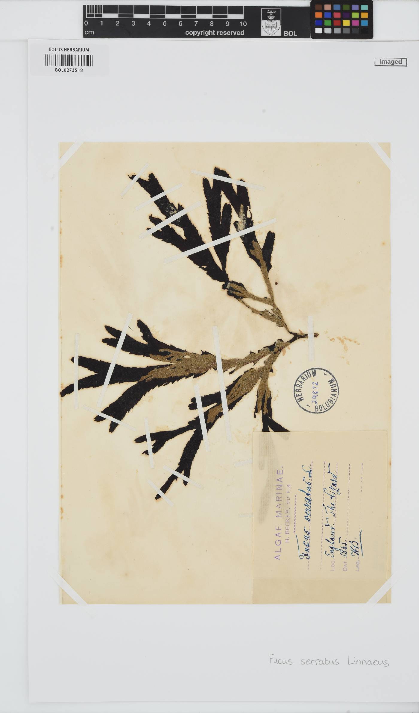 Fucus serratus image