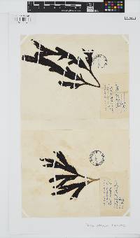 Fucus serratus image