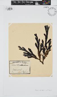 Fucus serratus image