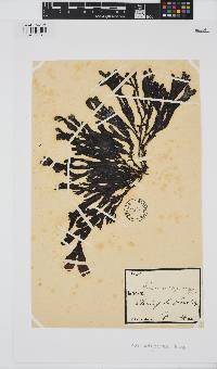 Image of Fucus platycarpus