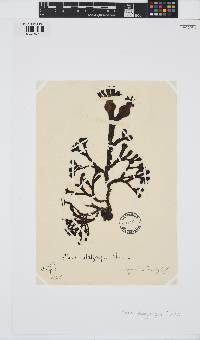 Fucus platycarpus image