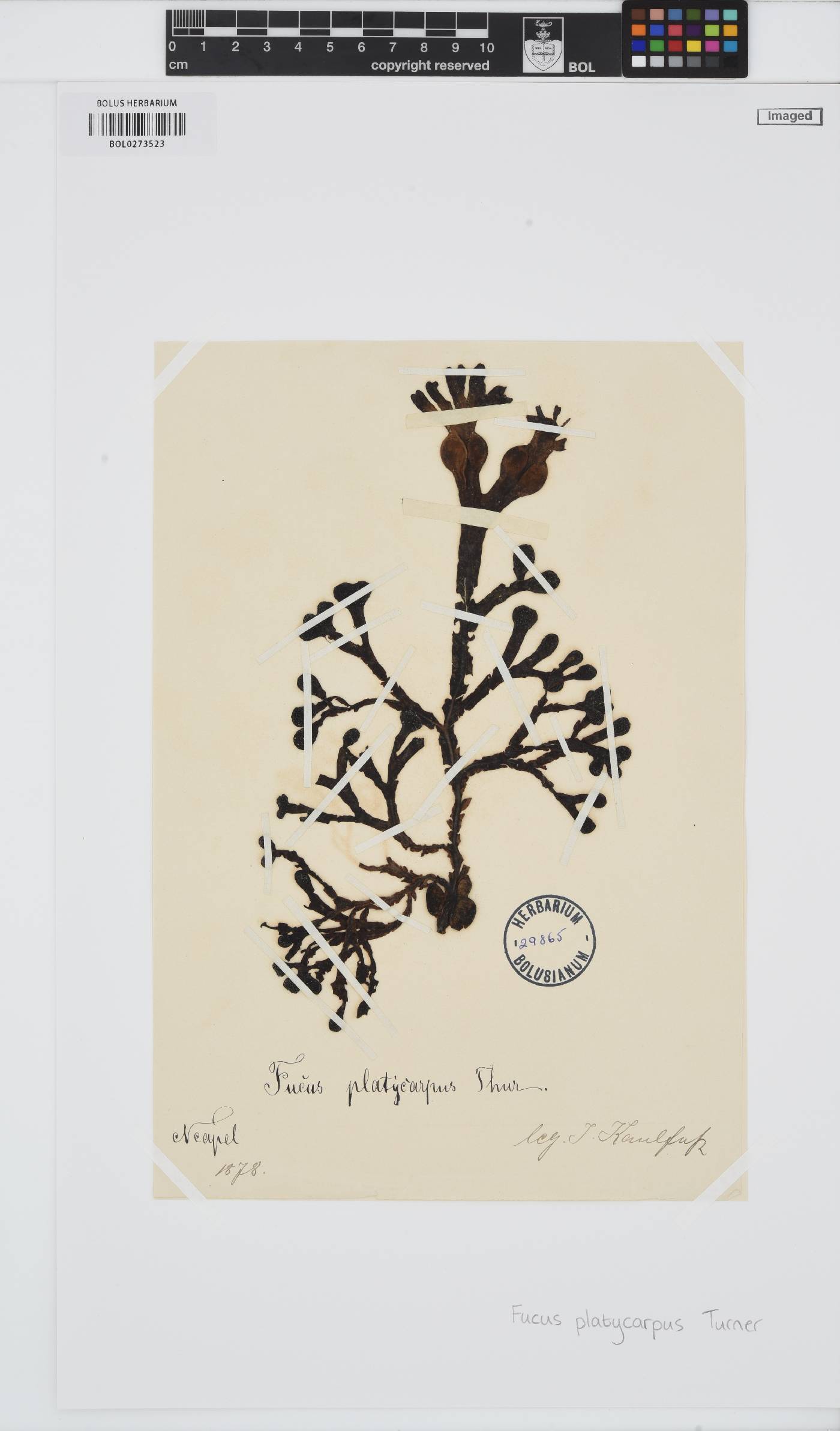 Fucus platycarpus image