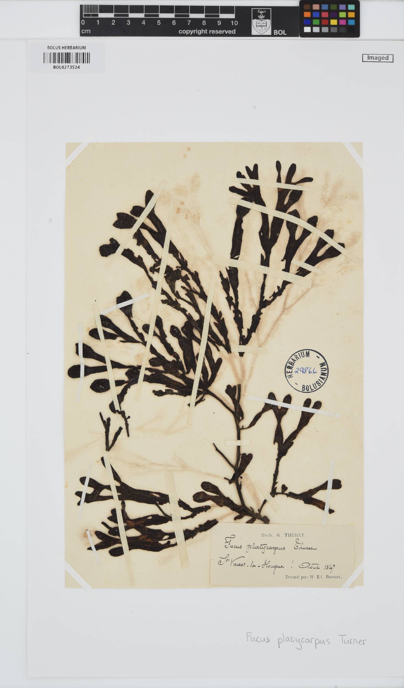 Fucus platycarpus image