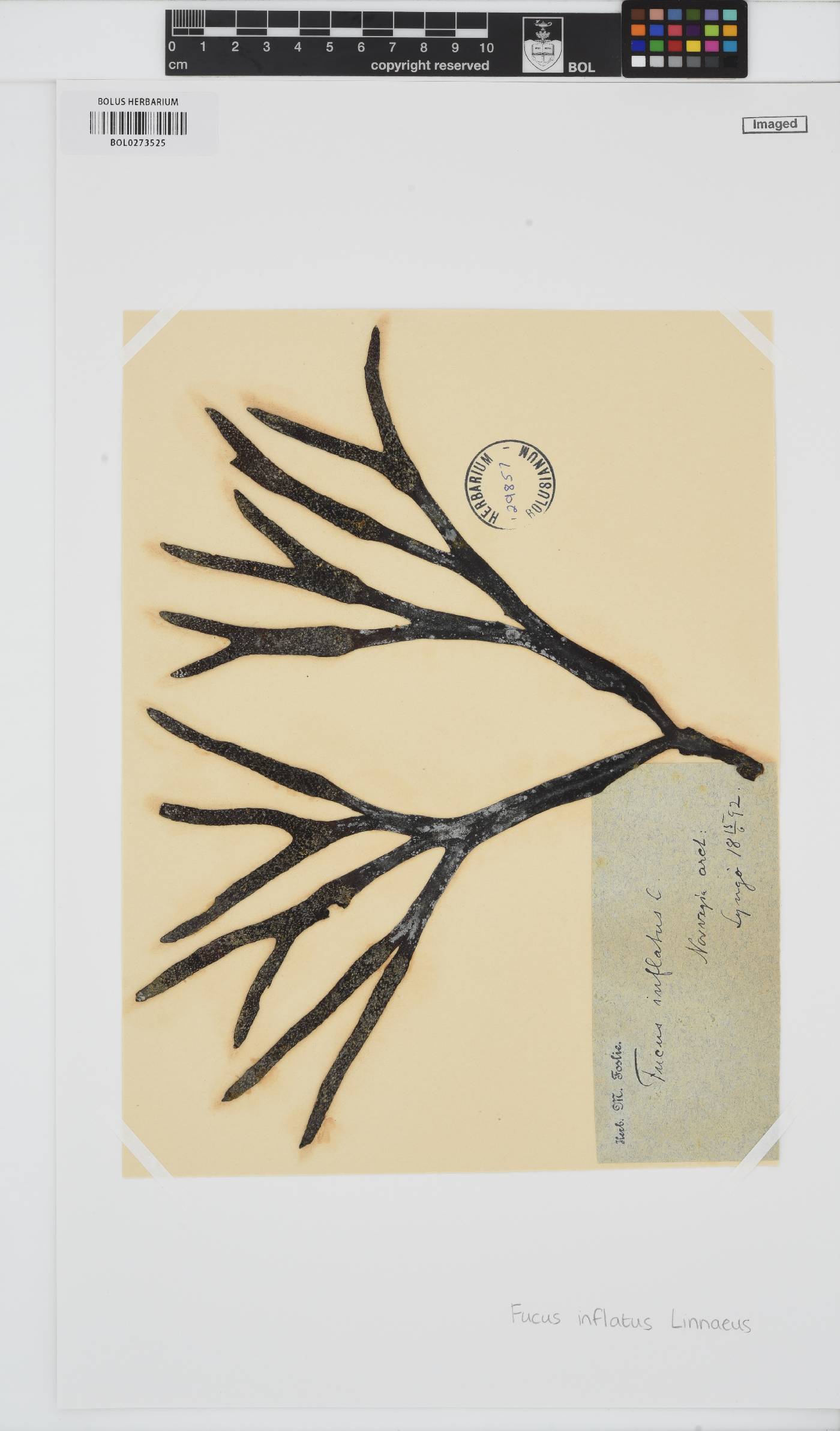 Fucus vesiculosus image