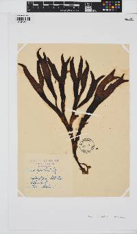 Fucus distichus image