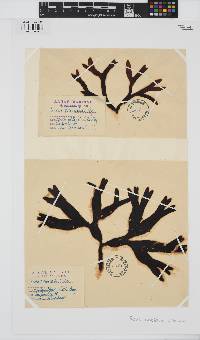 Fucus distichus image