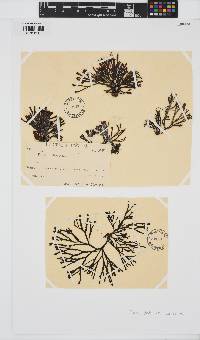 Fucus distichus image