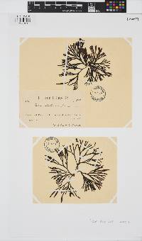 Fucus distichus image