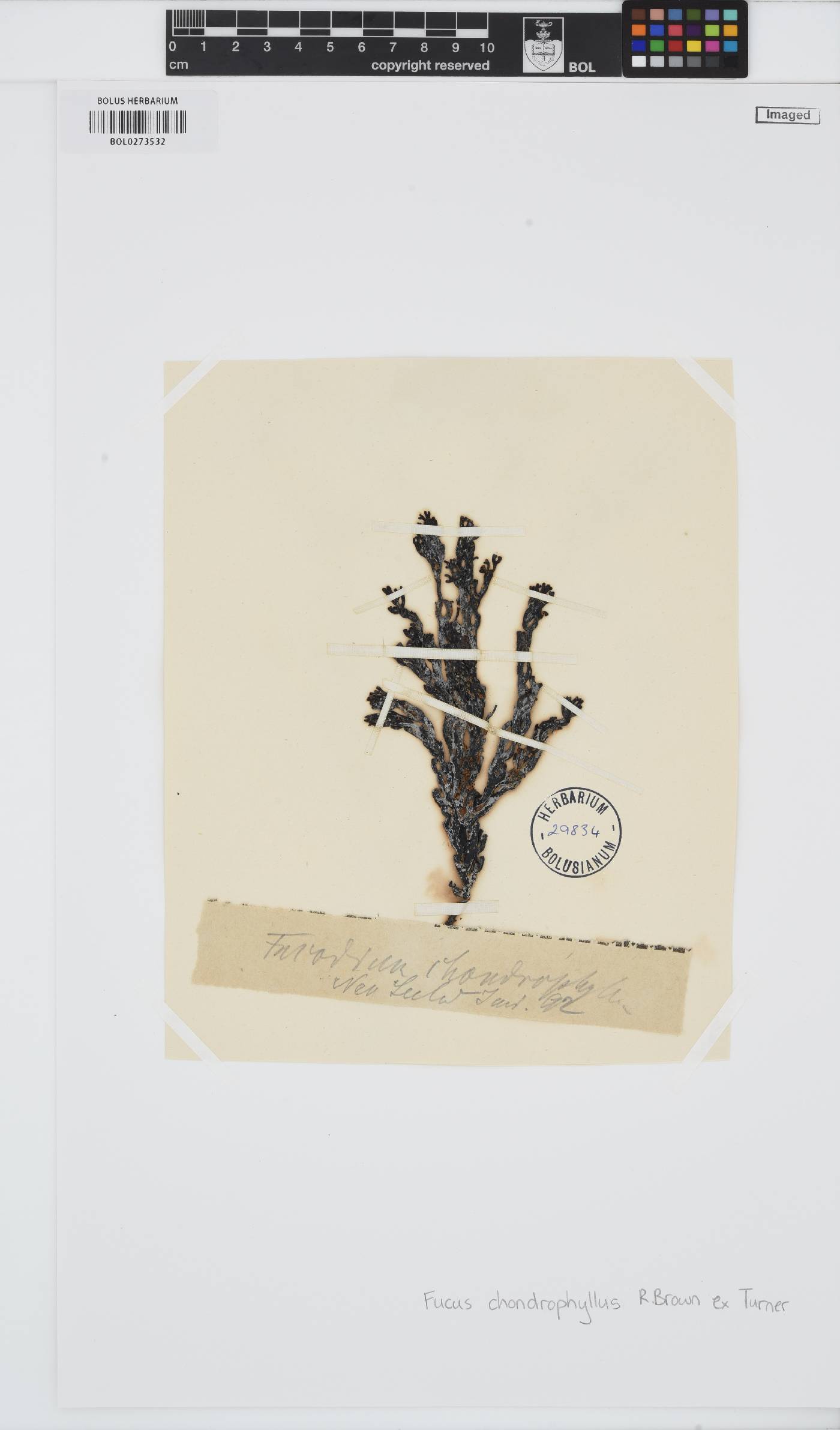 Xiphophora chondrophylla image