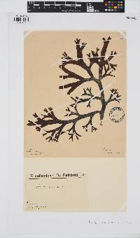 Image of Fucus ceranoides