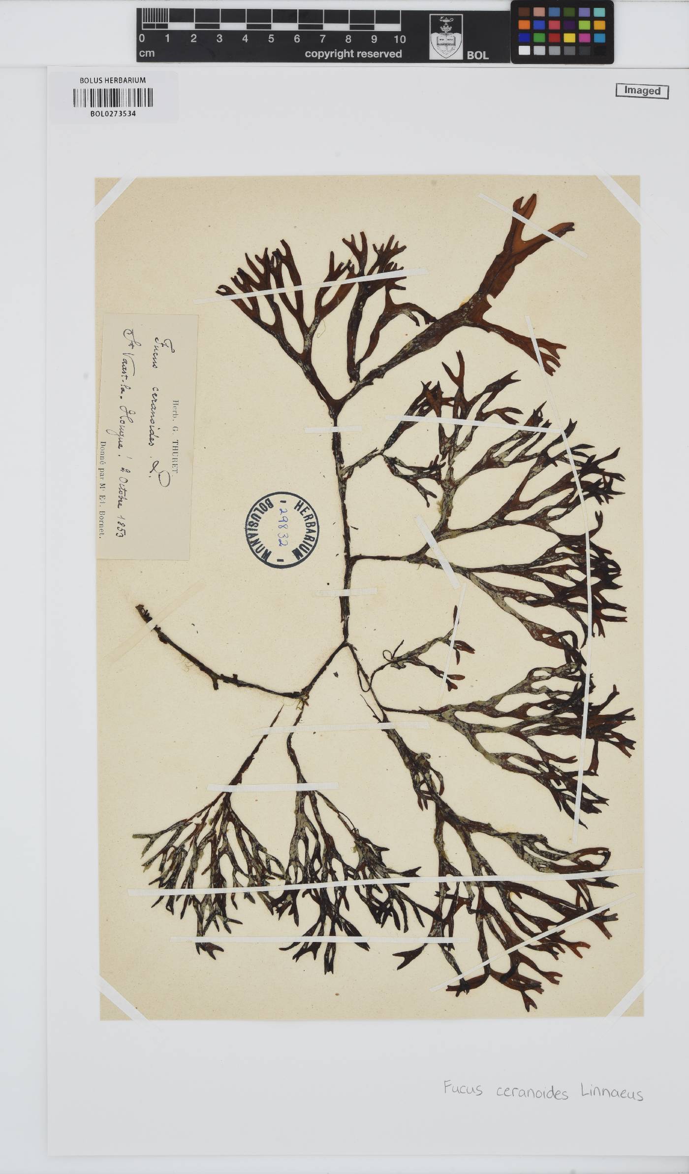 Fucus ceranoides image