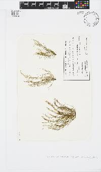 Scytothamnus fasciculatus image