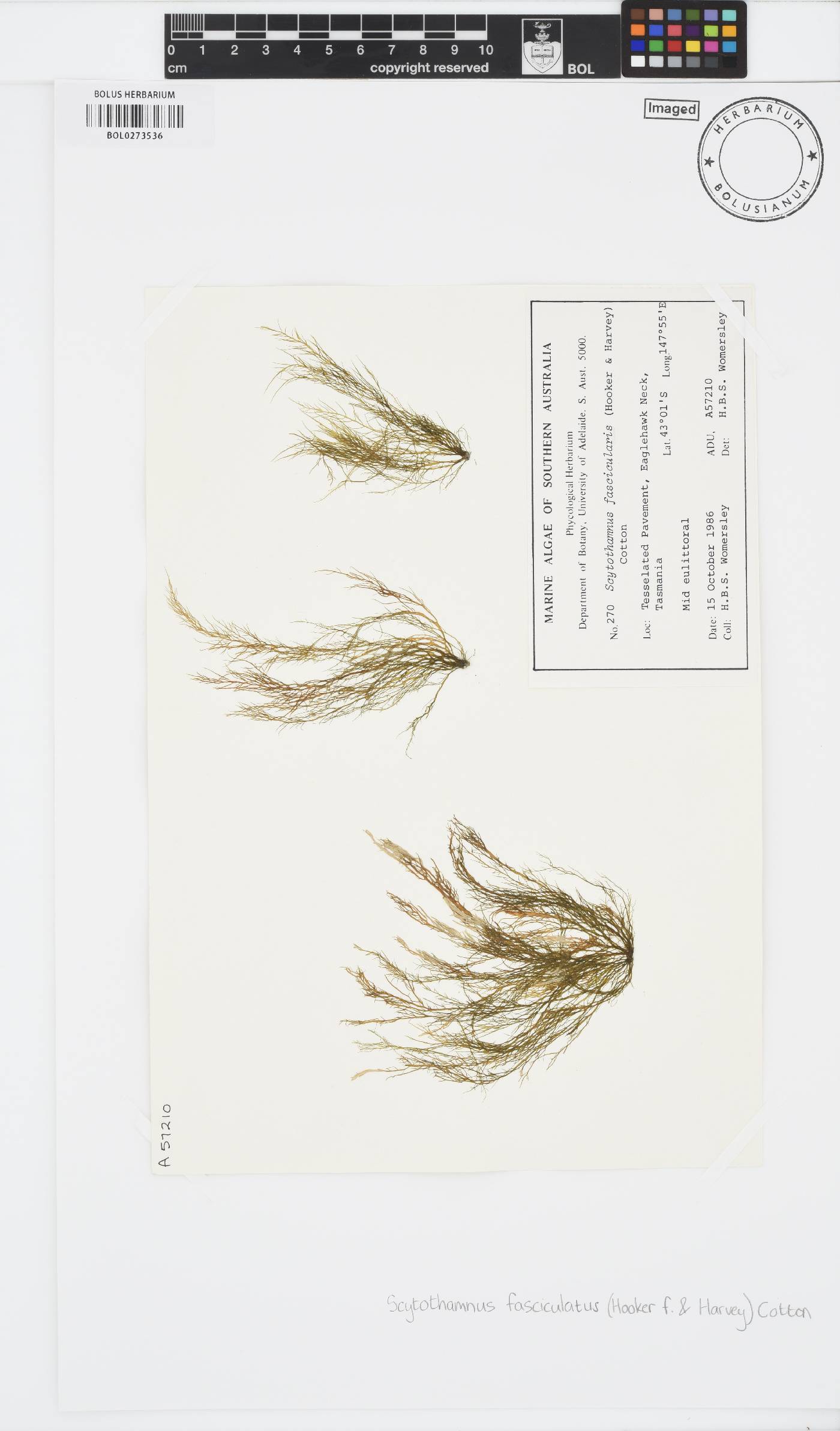 Scytothamnus fasciculatus image
