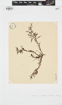 Scytothamnus australis image