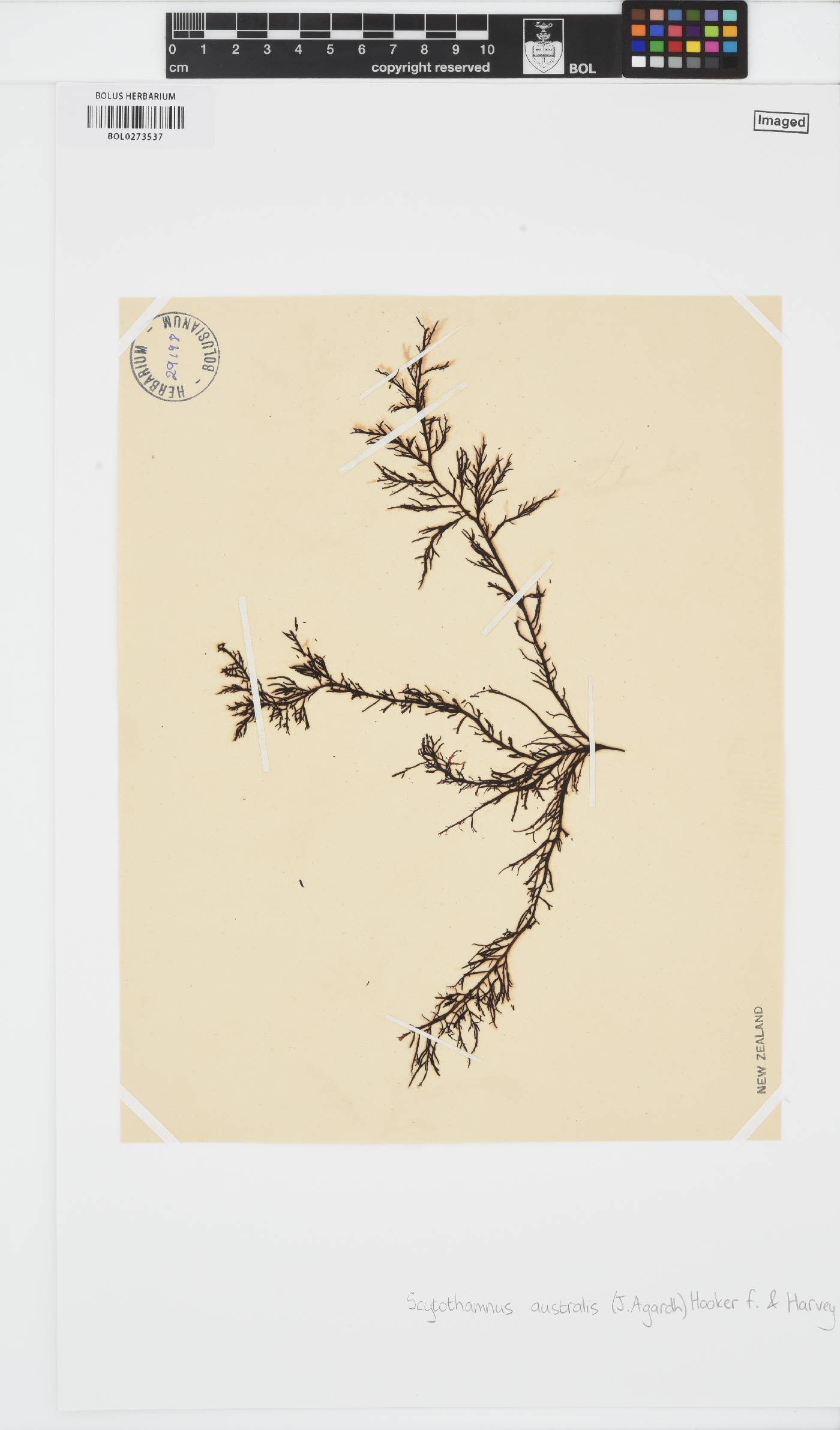 Scytothamnus australis image