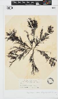 Scytothamnus australis image