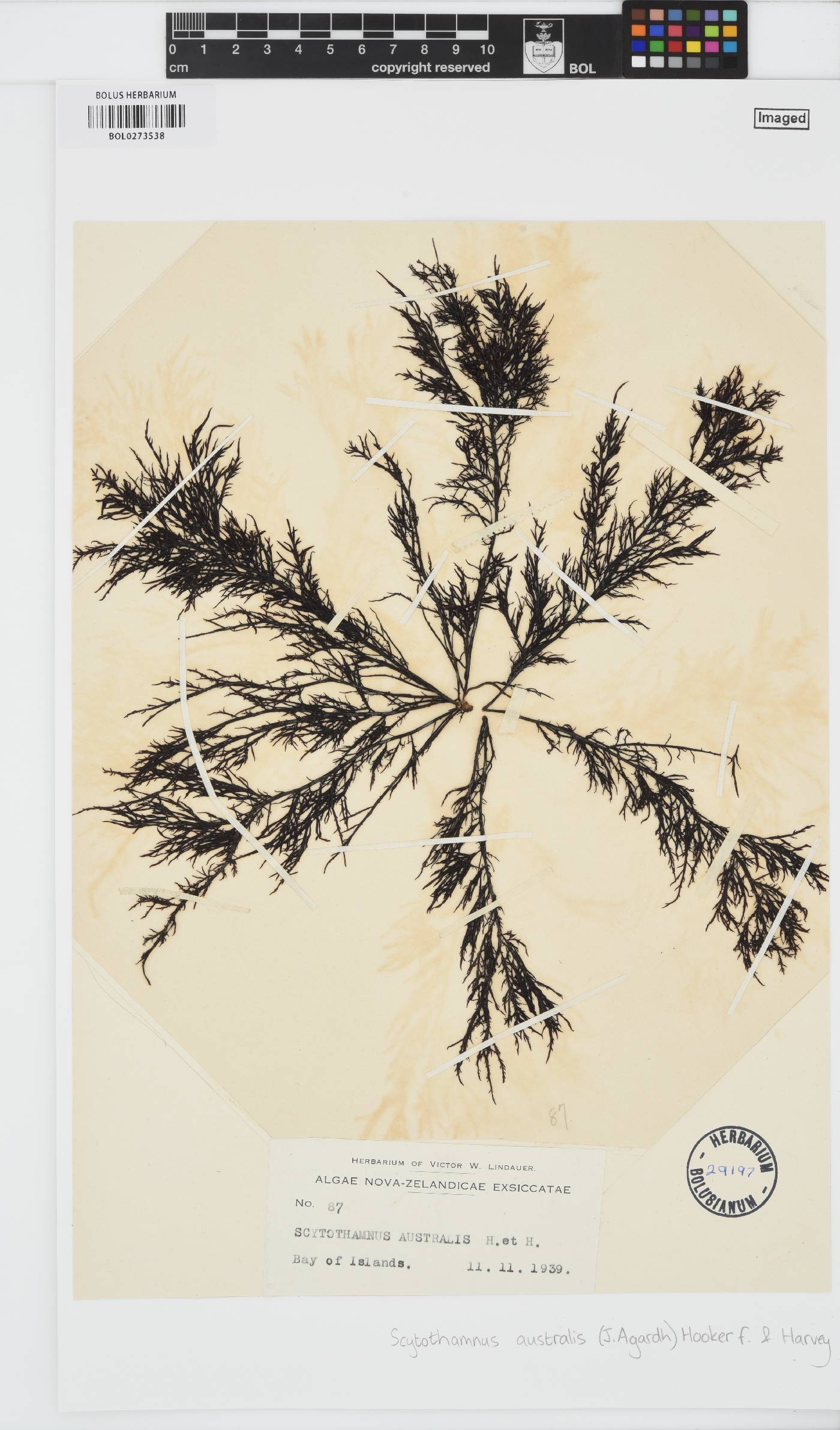 Scytothamnus australis image