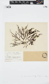 Scytothamnus australis image
