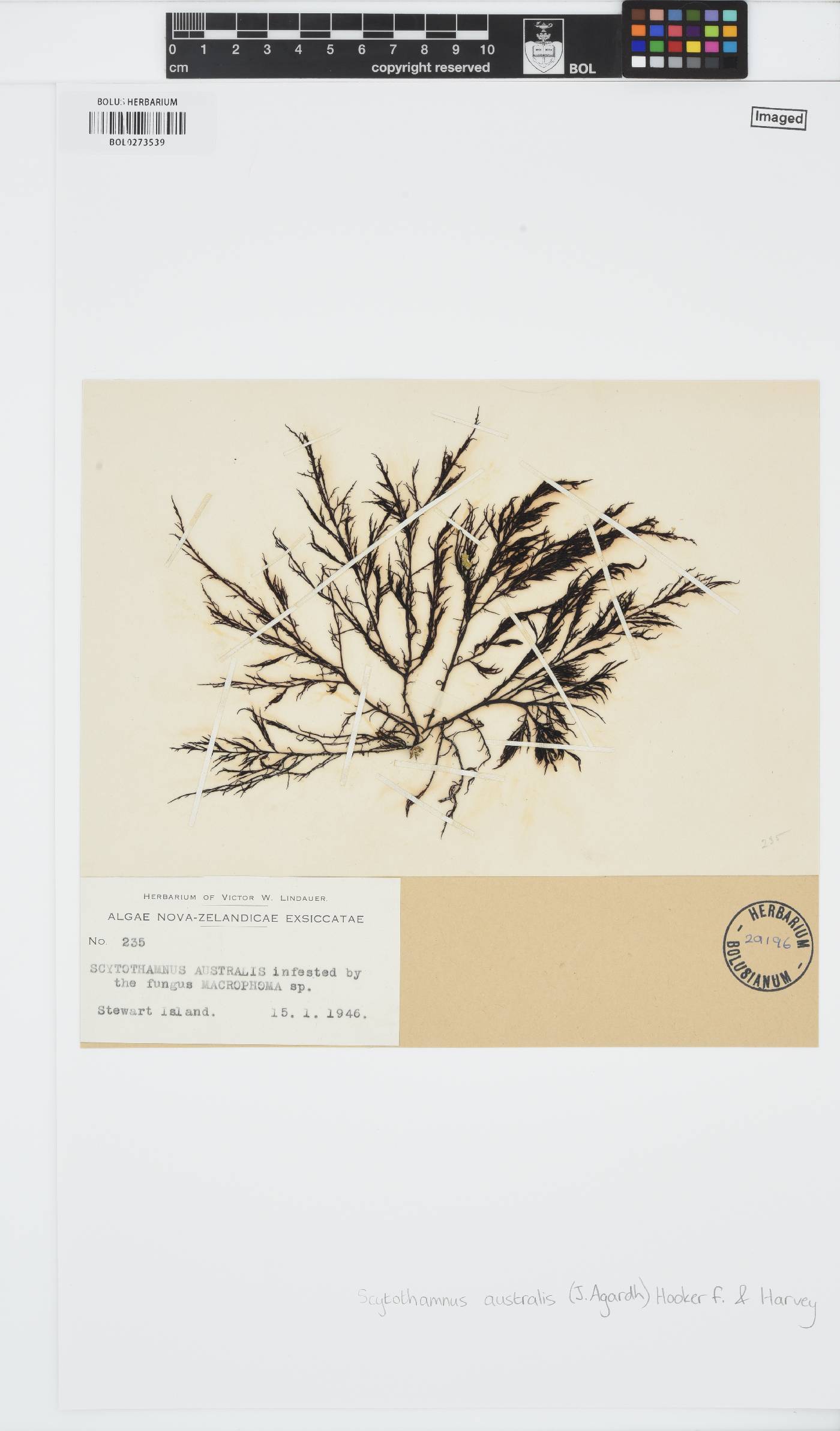 Scytothamnus australis image
