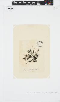 Scytothamnus australis image