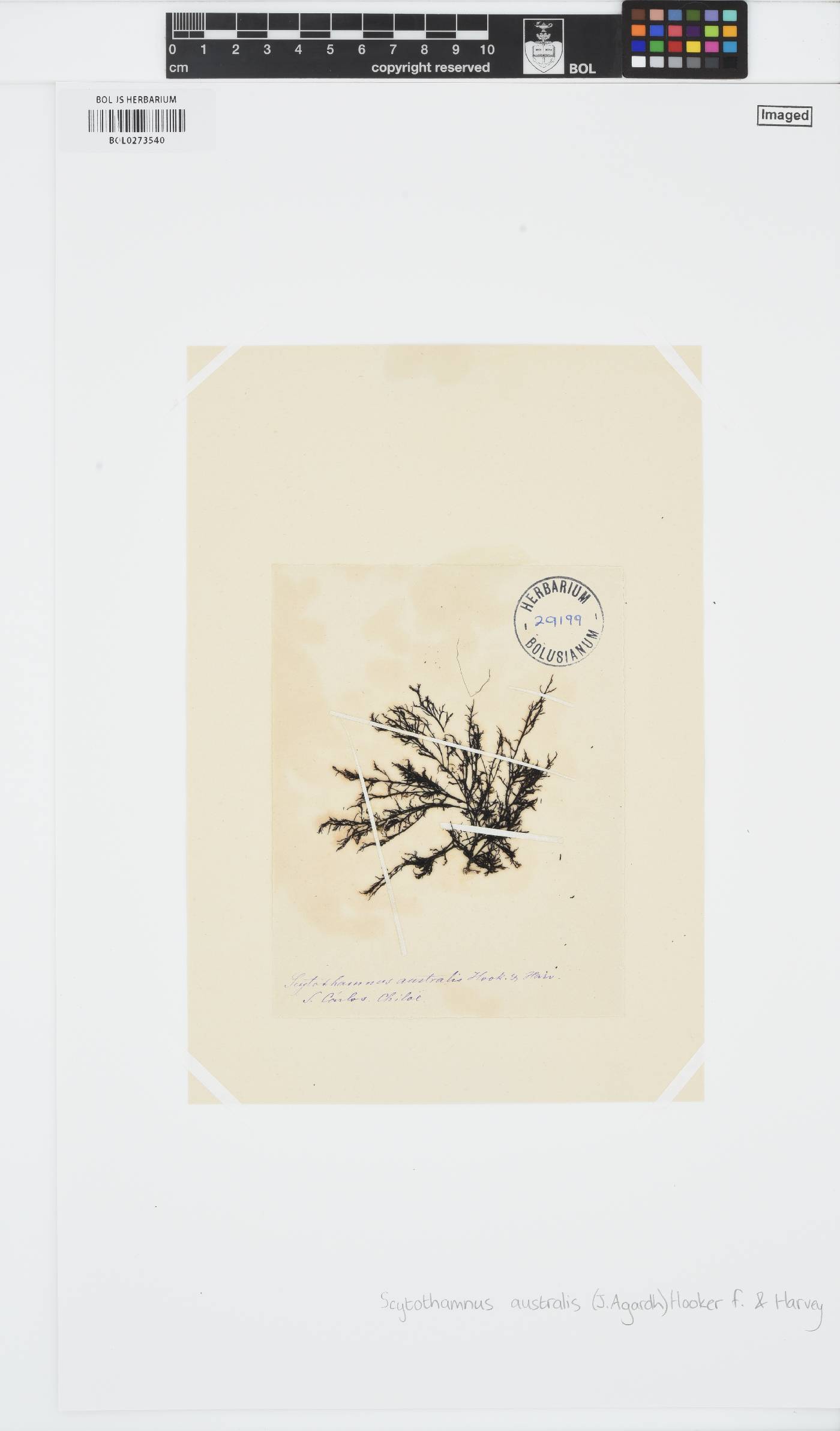 Scytothamnus australis image