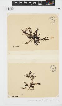 Scytothamnus australis image