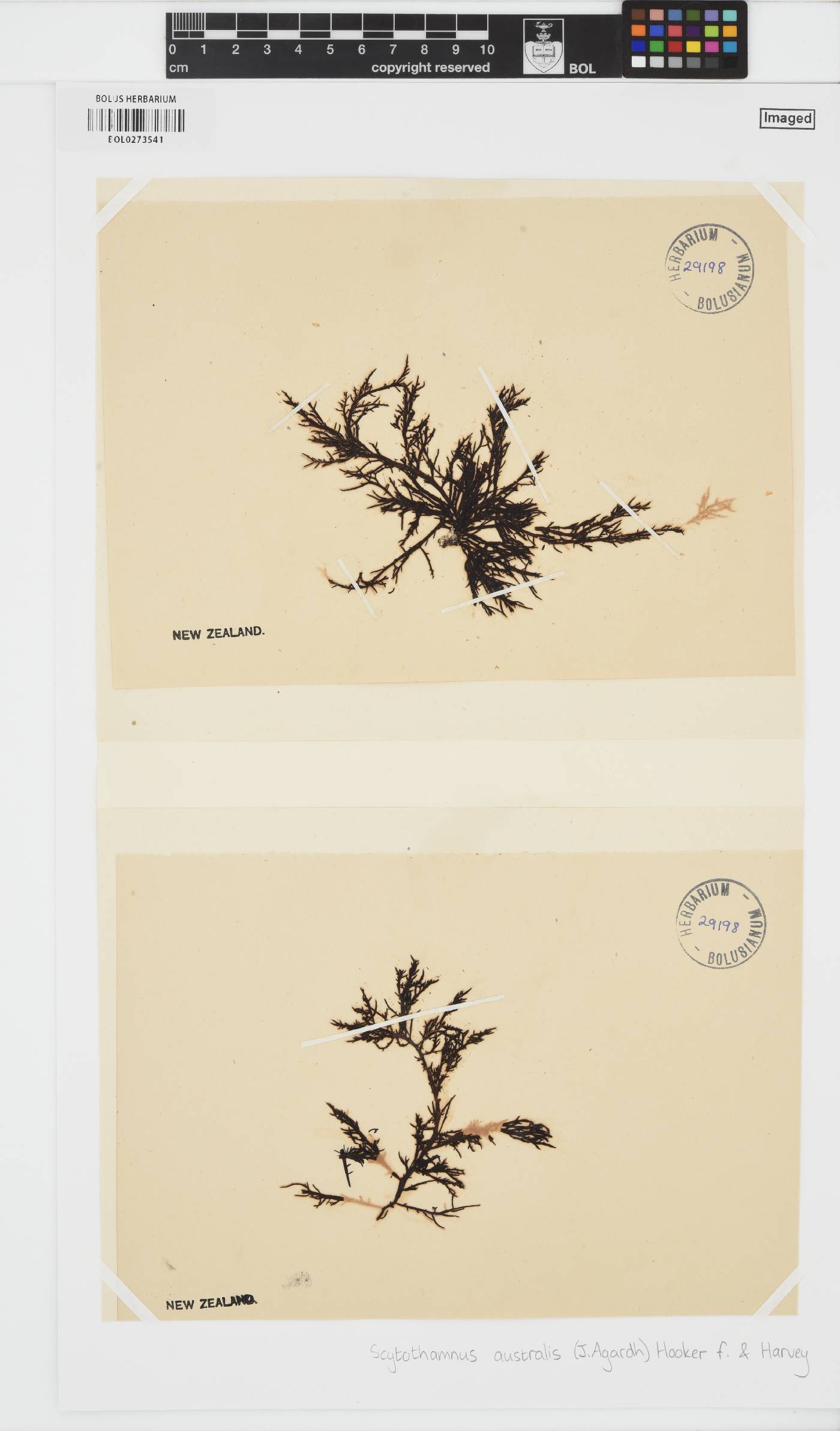 Scytothamnus image