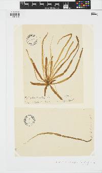 Scytosiphon lomentaria image