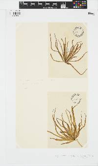 Scytosiphon lomentaria image