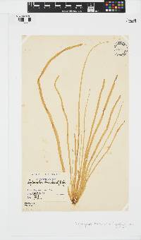 Scytosiphon lomentaria image