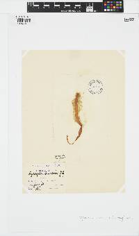 Scytosiphon lomentaria image