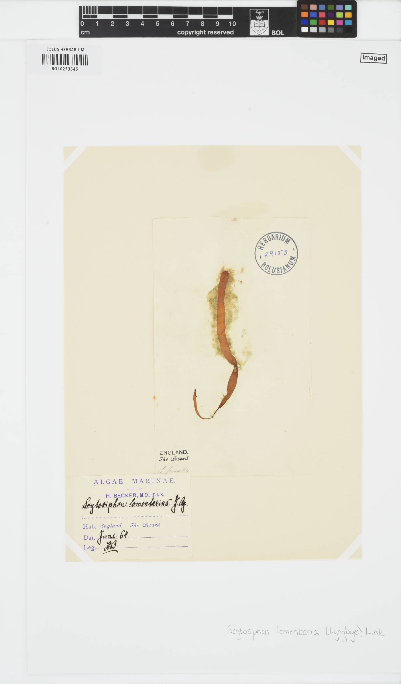 Scytosiphon lomentaria image