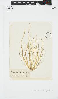 Scytosiphon lomentaria image