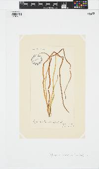 Scytosiphon lomentaria image