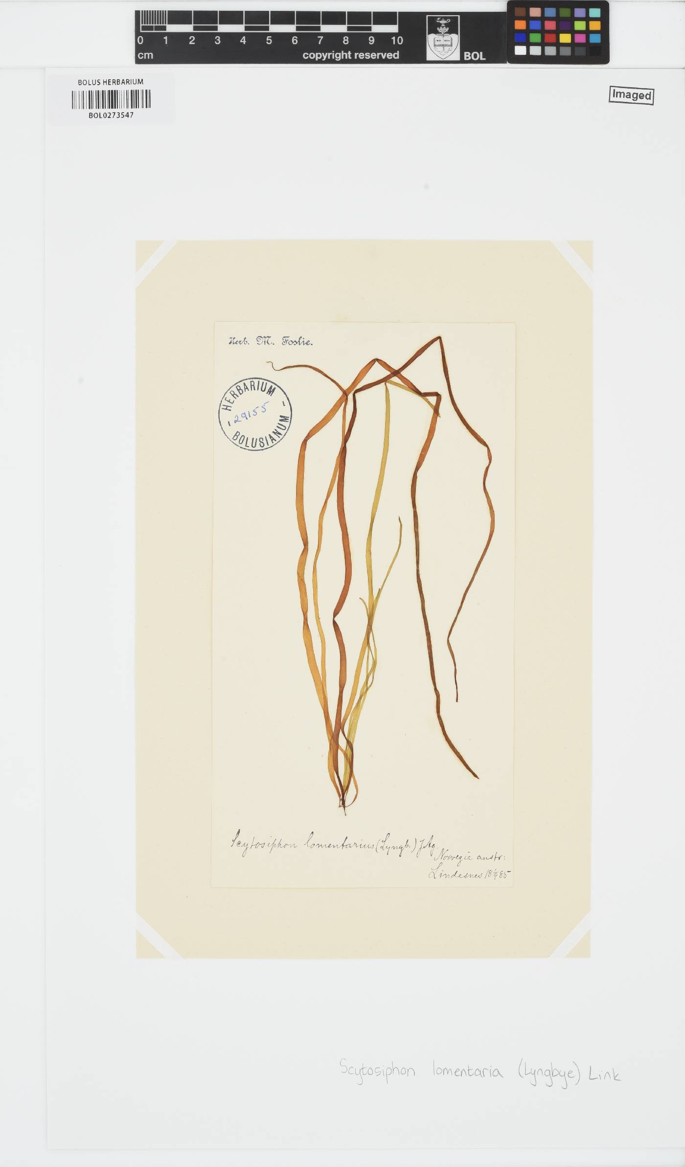 Scytosiphon lomentaria image