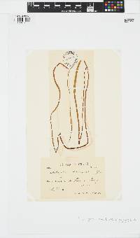 Scytosiphon lomentaria image