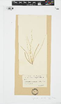 Scytosiphon lomentaria image