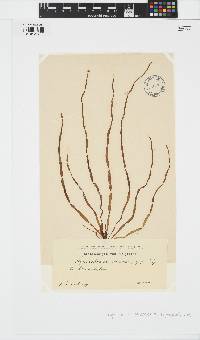 Scytosiphon lomentaria image