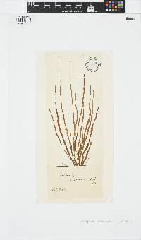 Scytosiphon lomentaria image
