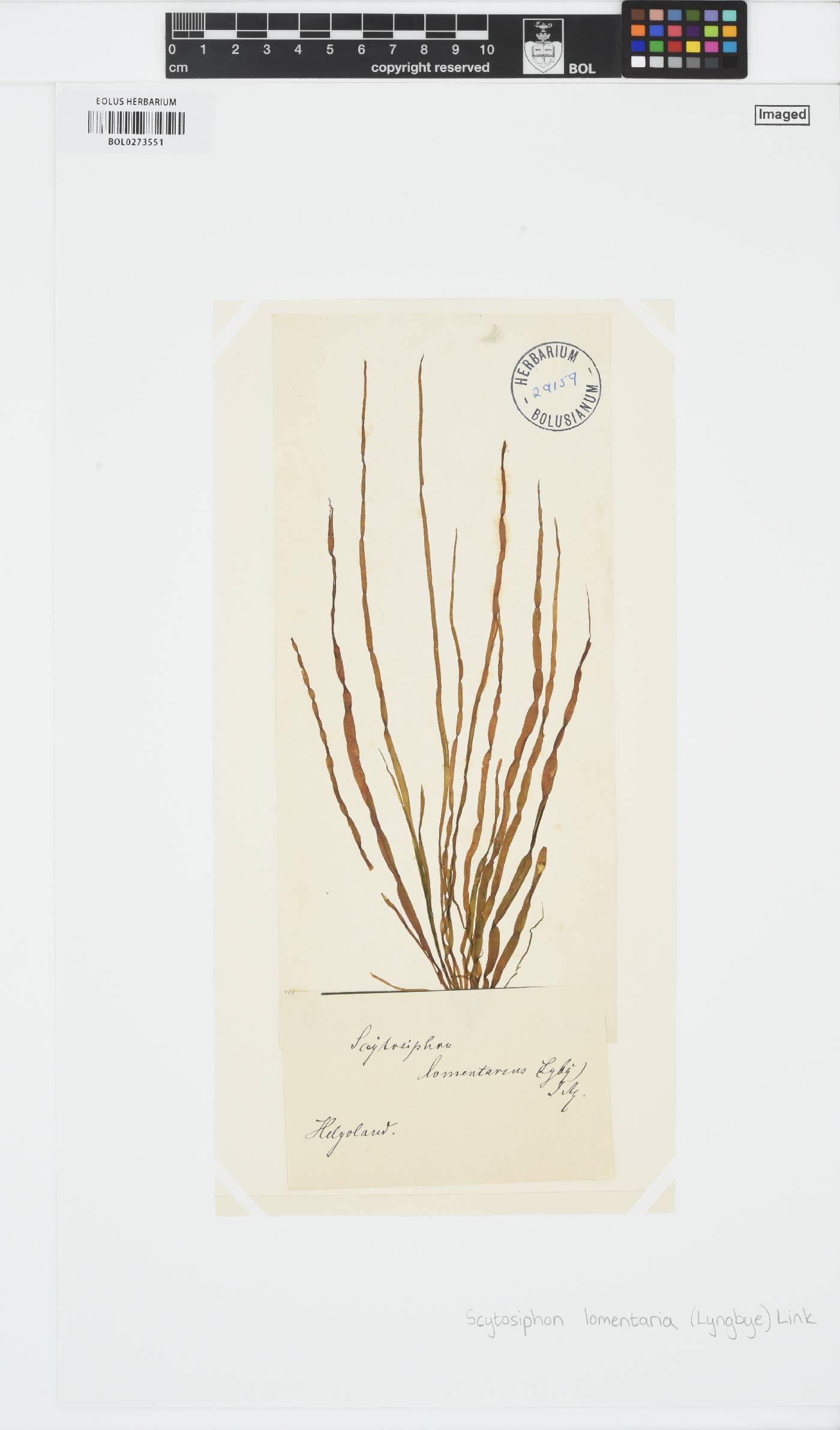 Scytosiphon lomentaria image