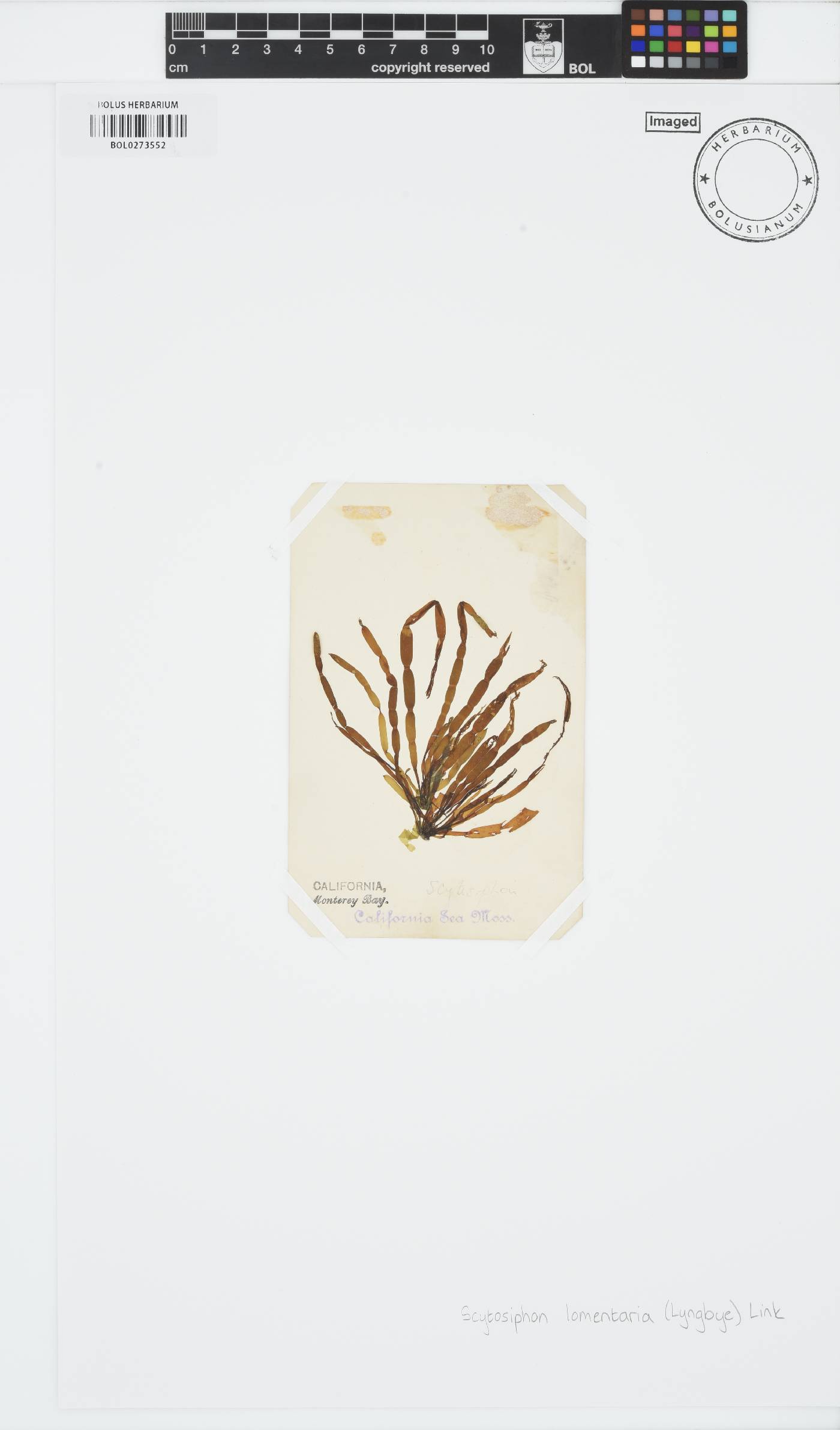 Scytosiphon image