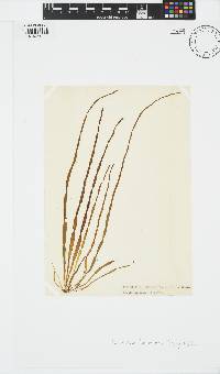 Scytosiphon lomentaria image