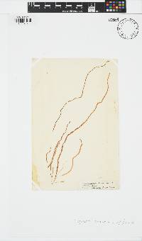 Scytosiphon lomentaria image