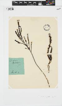 Image of Scaberia agardhii