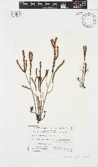 Scaberia agardhii image
