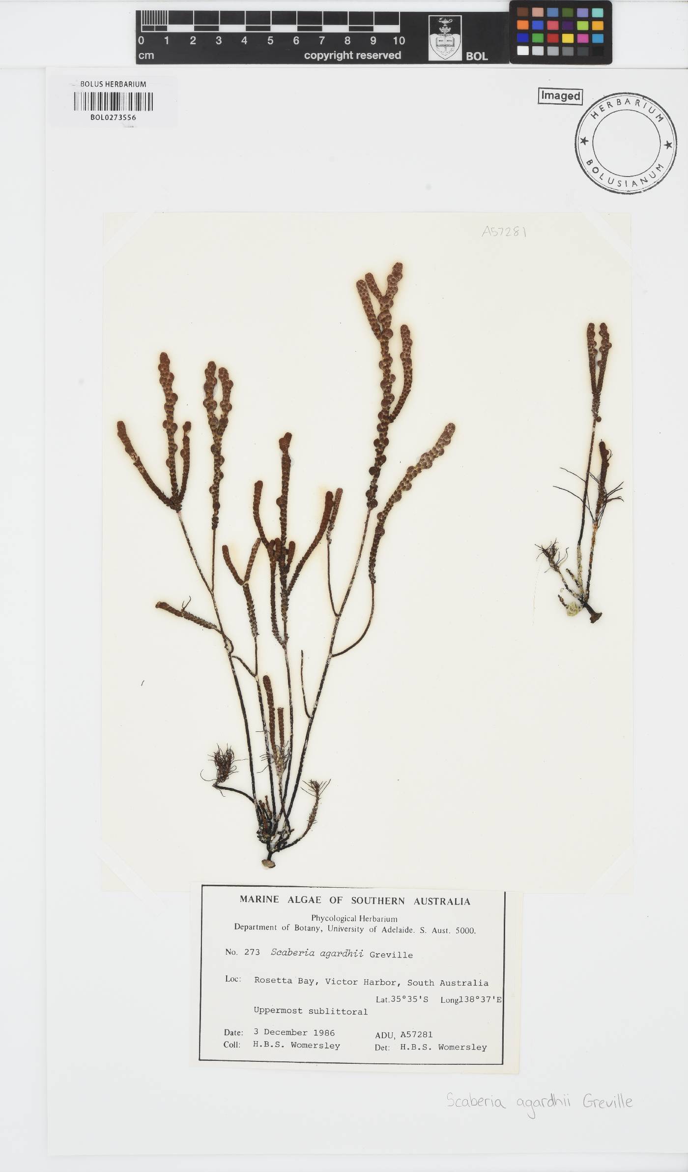 Scaberia image