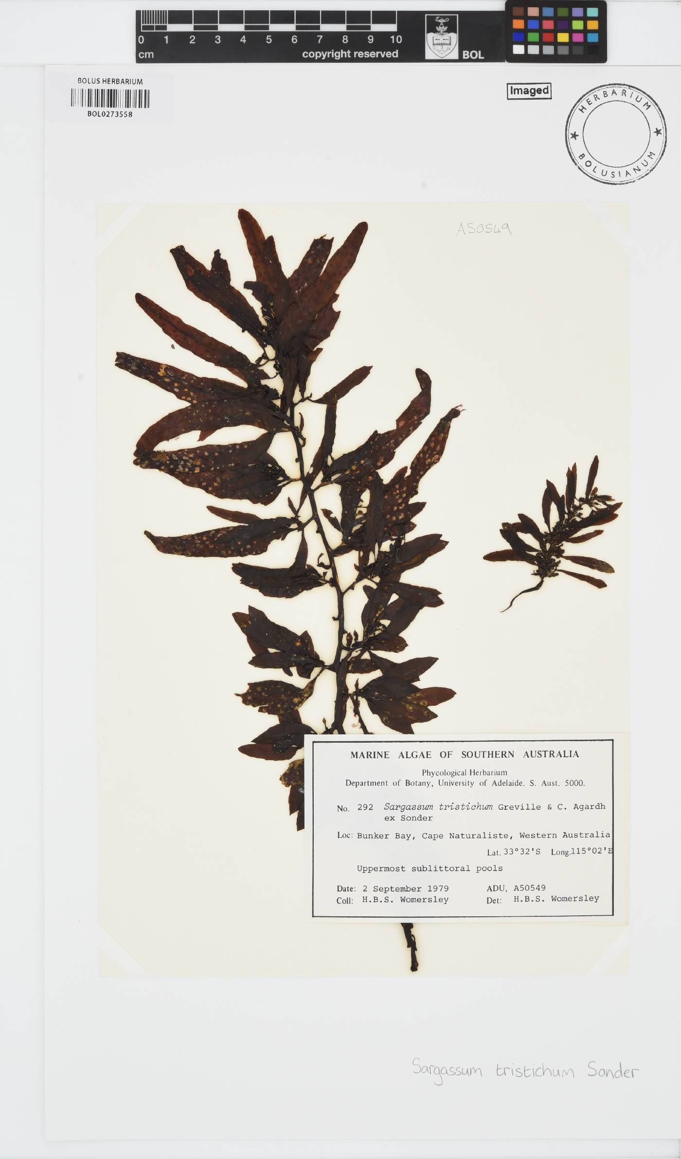 Sargassum tristichum image