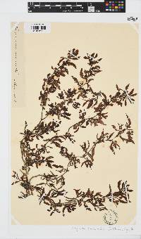 Sargassum subrepandum image
