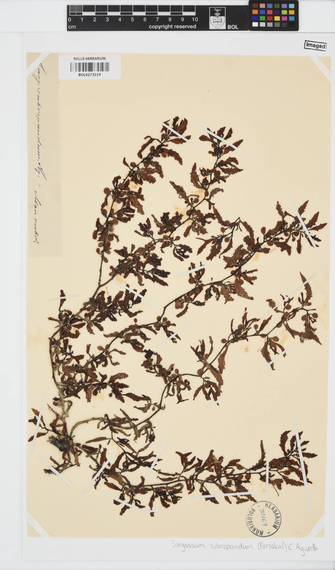 Sargassum subrepandum image
