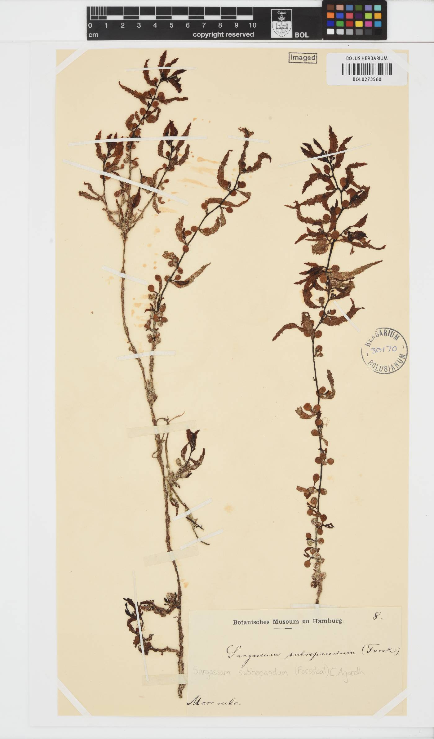 Sargassum subrepandum image
